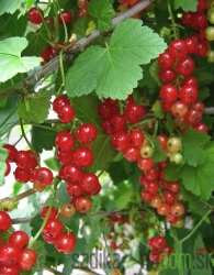 Crveni ribiz Jeniffer