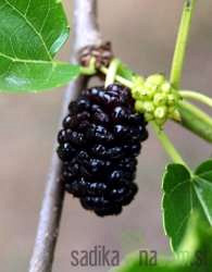 Murva Crna