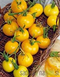 Rajčica Chick / Goldwin/ Goldkrone