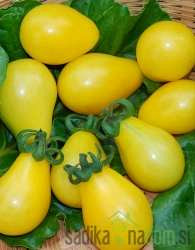Rajčica Yellow Pear