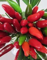 Feferon čili A Mazzetti (kajenski papar)