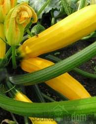 Tikvica Golden Zucchini