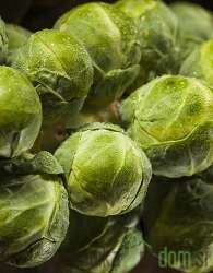 Kelj pupčar Franklin