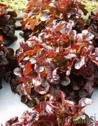 Salata hrastov list Gourmandine