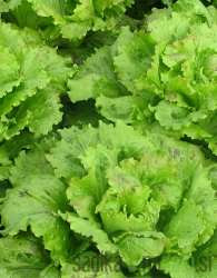 Salata zimska Vegorka