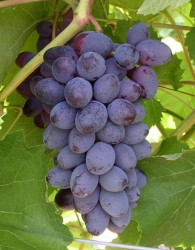 Loza Jupiter / bez koštica