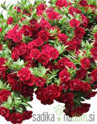 Calibrachoa Double Ruby