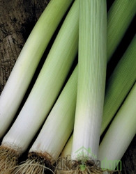 Sjeme BIO Poriluk Carentan