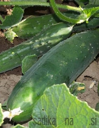 Sjeme BIO Krastavac Sunčani potok / Marketmore