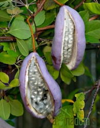 Akebija/Akebia Quinata