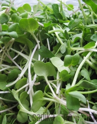 Sjeme BIO Klice Rotkva Daikon