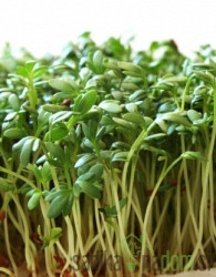 Sjeme BIO  Potočarka / Vodena kreša