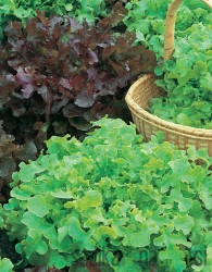 Sjeme BIO Salata Salad Bowl šarena mješavina 