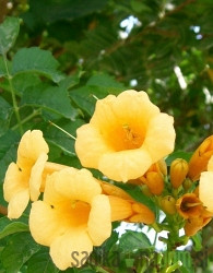 Trubasti jasmin Flava (Campsis Radicans)