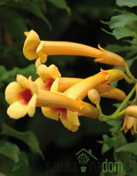 Trubasti jasmin Judy (Campsis Radicans)
