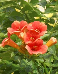 Trubasti jasmin Ursynow (Campsis Radicans)