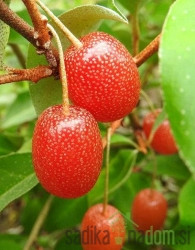 Mnogocvijetna dafina Pointilla