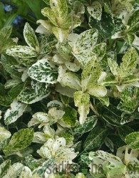 Fortuneova kurika  Harlequin (Euonymus fortunei)