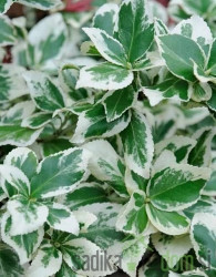 Fortuneova kurika Silver Queent (Euonymus fortunei)