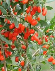 Goji jagoda NQ1