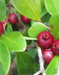 Guava Crvena