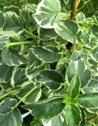 Hortenzija penjačica (Hydrangea anomala subsp. petiolaris)