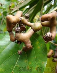 Hovenia dulcis - Bonbon drvo / japansko grožđica stablo