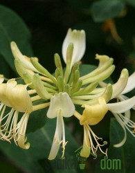 Lonicera Graham Thomas (Lonicera periclymenum)