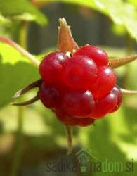Malina arktička  (Rubus arcticus L.)  pokrivanje Beata