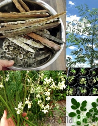 Moringa