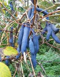 Plavi krastavac (Decaisnea fargesii)