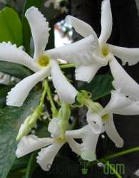 Zvjezdasti jasmin (Rhyncospermum Jasminoides)