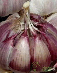 Češnjak Morado de Cuenca