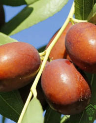 Žižula Li Frutto Grande - DEBELOPLODNA