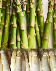 Šparoge Gijnlim - rodne (CIJENA ZA 10 KOM)