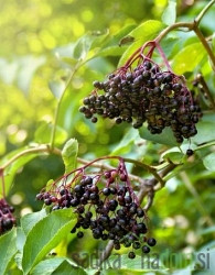 Bazga Crni Sampo (Sambucus)