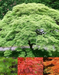 Acer palmatum Emerald Lace - Japanski javor