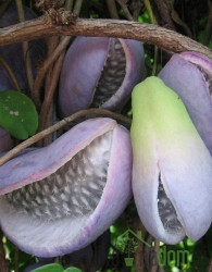 Akebija/Akebia Quinata Variegata