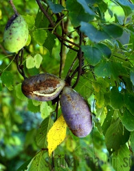Akebija/Akebia Trifoliata