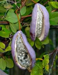 Akebija Alba (Akebia quintata)