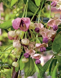 Akebia Quinata Silver Bells