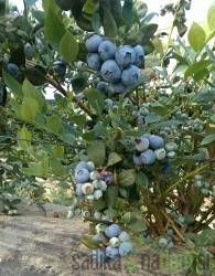 Američka borovnica Alix Blue