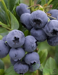 Američka borovnica Hortblue petite - 2X RODNA