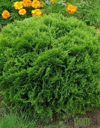 Američka tuja Danica (Thuja Occidentalis)