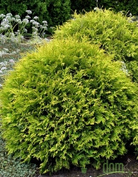 Američka tuja Golden Globe (Thuja Occidentalis)