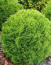 Američka tuja Tiny Tim (Thuja Occidentalis)
