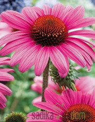 Sjeme Američki slamnik / Echinacea