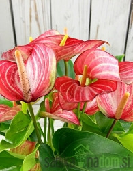 Flamingov cvijet (Anthurium andraeanum) Livium