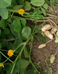 Aromatično bilje Arašid/Kikiriki