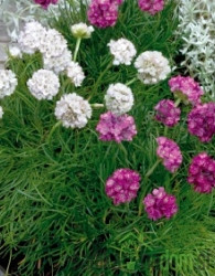 Babina svila (Armeria Morning Star)